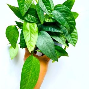 Cebu Blue Pothos in 4” pot